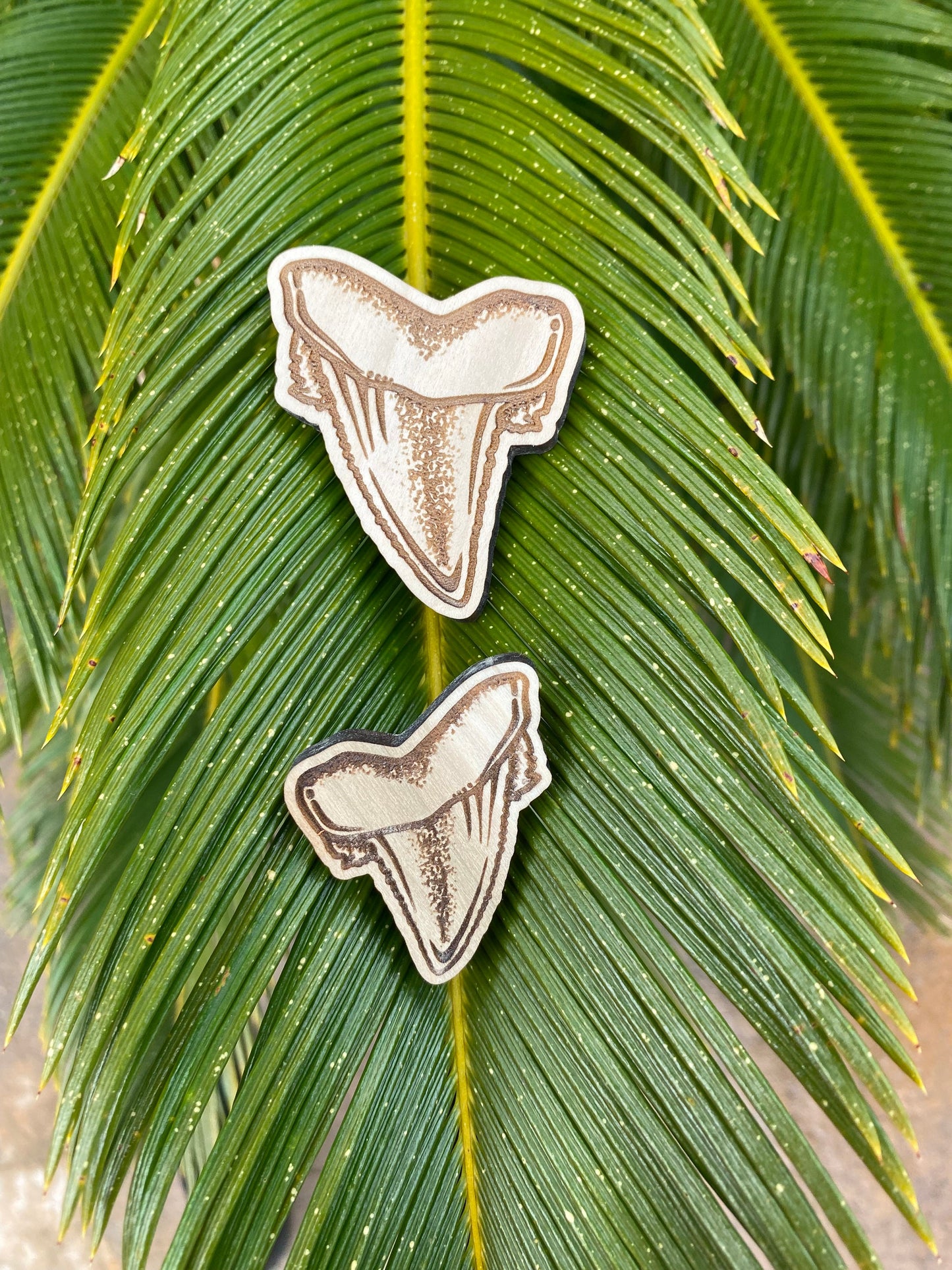 Shark Tooth Magnet